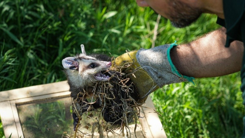 Una de las comadrejas 