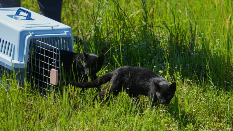 Dos gatos monteses negros de seis meses salen de la jaula transportadora.