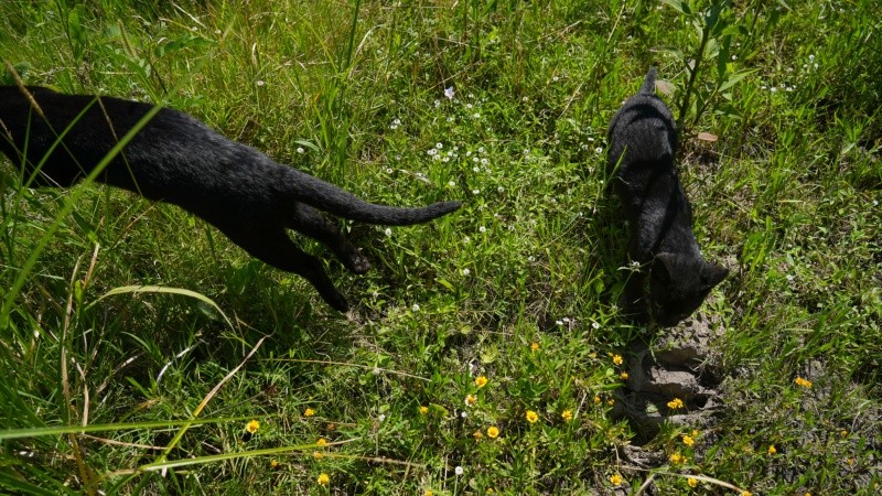 Los felinos fueron rescatados de un campo de San Justo por “tenencia ilegal”.