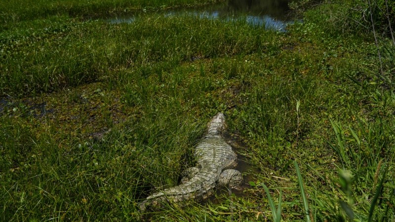 El caimán adulto mide dos metros y se recuperó durante un año en La Esmeralda.