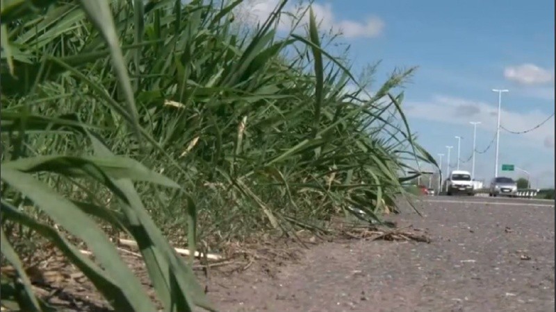 Pastizales dan una imagen de abandono a la vera de la traza.