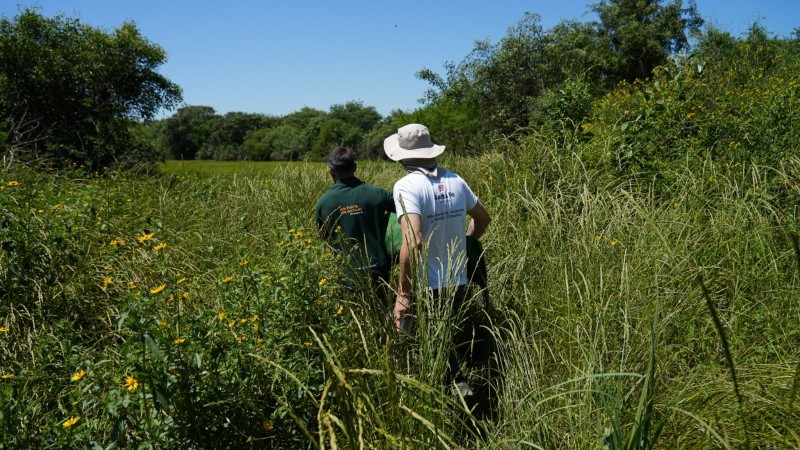 El yacaré fue rehabilitado en La Esmeralda y liberado en una reserva privada de Cayastá.