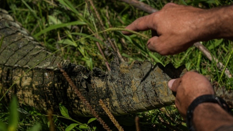 El yacaré fue rehabilitado en La Esmeralda y liberado en una reserva privada de Cayastá.