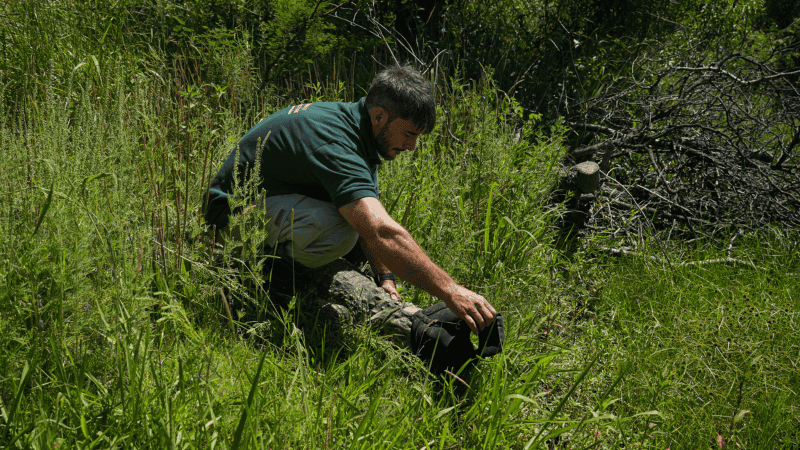 El yacaré fue rehabilitado en La Esmeralda y liberado en una reserva privada de Cayastá.