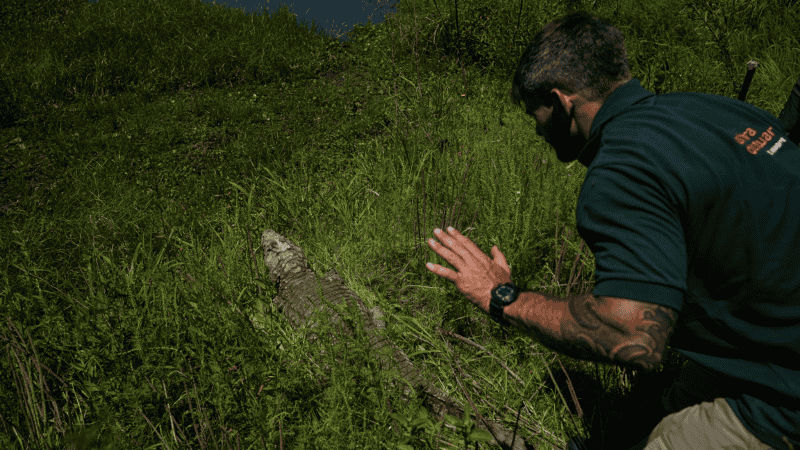 El yacaré fue rehabilitado en La Esmeralda y liberado en una reserva privada de Cayastá.