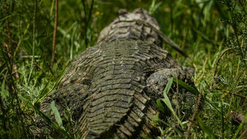 El yacaré fue rehabilitado en La Esmeralda y liberado en una reserva privada de Cayastá.