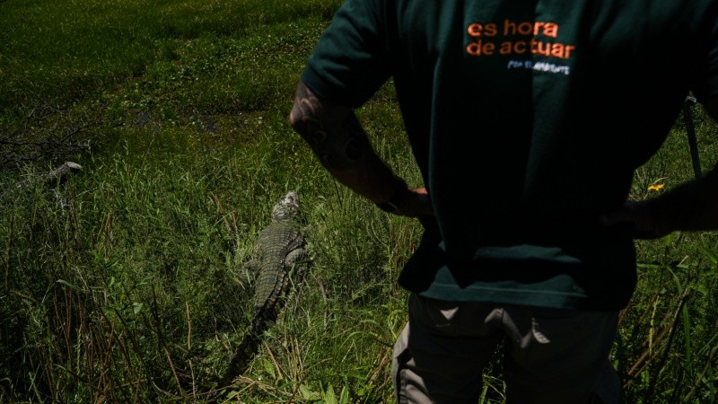 El yacaré fue rehabilitado en La Esmeralda y liberado en una reserva privada de Cayastá.