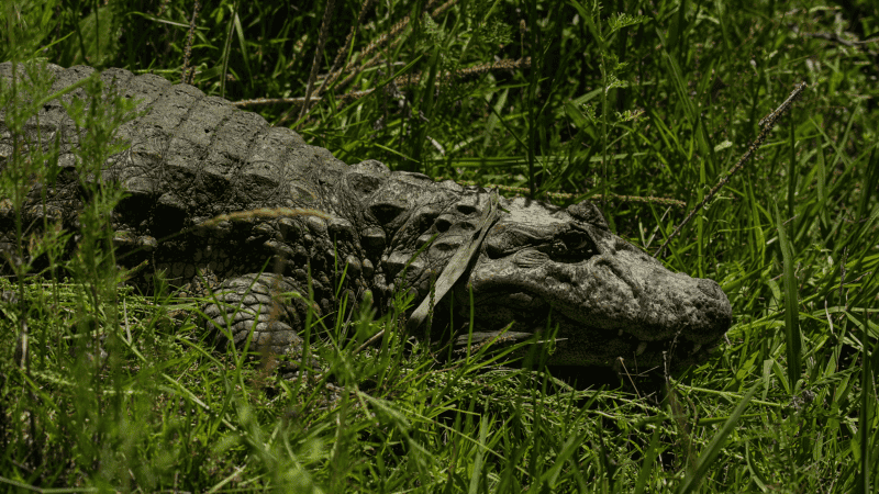 El yacaré fue rehabilitado en La Esmeralda y liberado en una reserva privada de Cayastá.