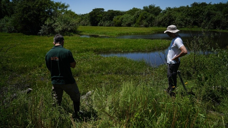 El yacaré fue rehabilitado en La Esmeralda y liberado en una reserva privada de Cayastá.