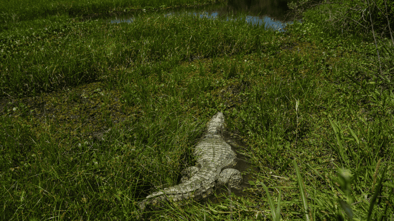 El yacaré fue rehabilitado en La Esmeralda y liberado en una reserva privada de Cayastá.