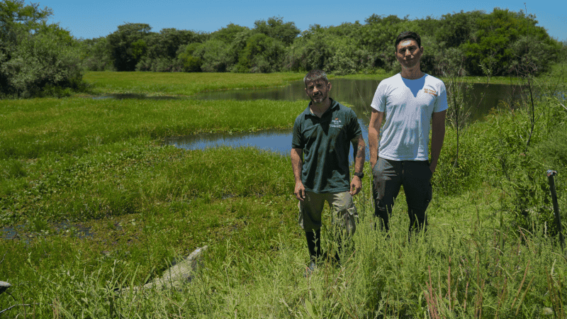 El yacaré fue rehabilitado en La Esmeralda y liberado en una reserva privada de Cayastá.