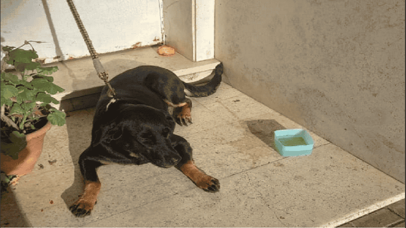 La perra fue atada a la puerta de la veterinaria sin aviso previo y la encontró temprano este domingo.