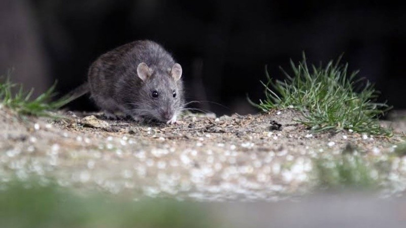 La muerte de una mujer de 40 años que había contraído hantavirus.