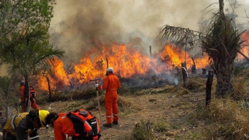 Los expertos explican que, sumado a las altas temperaturas, también hay problemas con la sequía y otros factores climáticos.