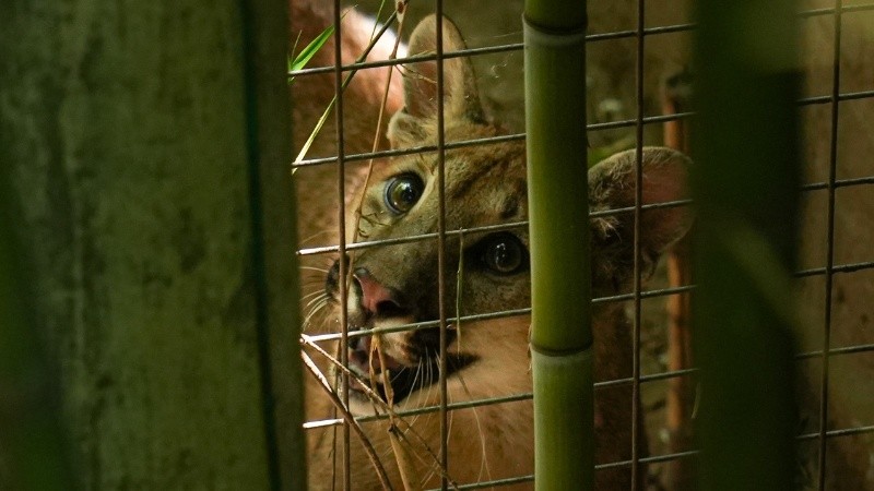 Un ejemplar de nueve meses llegó con una fractura de mano: víctima del mascotismo en San Justo.