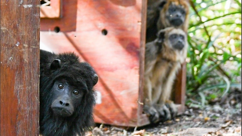 Monos carayá durante una liberación en el norte provincial: hay un proyecto para declararlo monumento natural de Santa Fe.