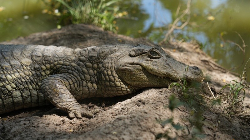 &nbsp;&nbsp;&nbsp;Alan Monzón/Rosario3&nbsp;