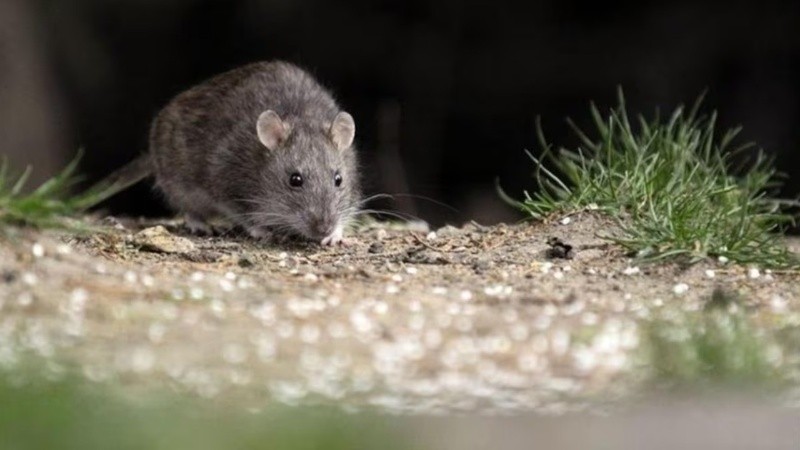 El hantavirus es una enfermedad que se transmite a humanos a partid del contacto con roedores.