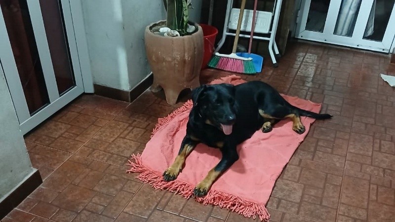 &nbsp;La perra en su actual hogar. 