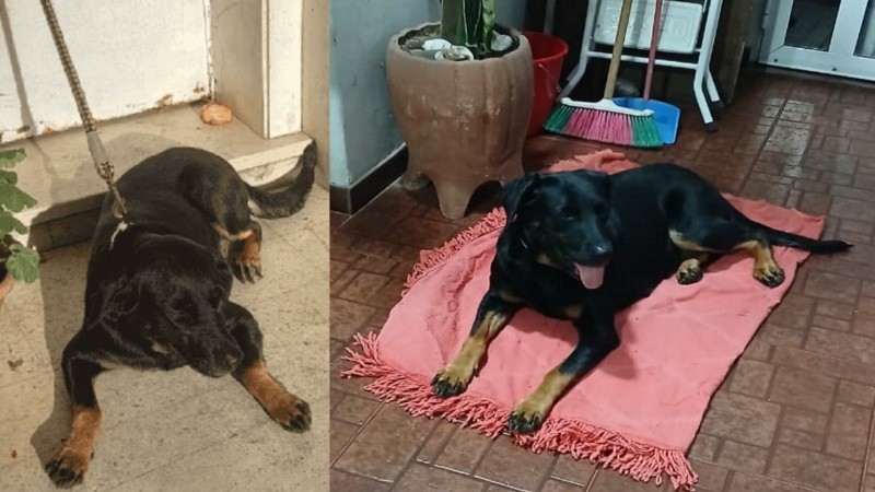 La perrita fue atada a la casa de Bonifacio, pero pudo ser adoptada finalmente.