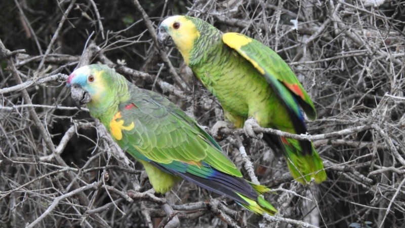 &nbsp;&nbsp;Ambiente de Santa Fe