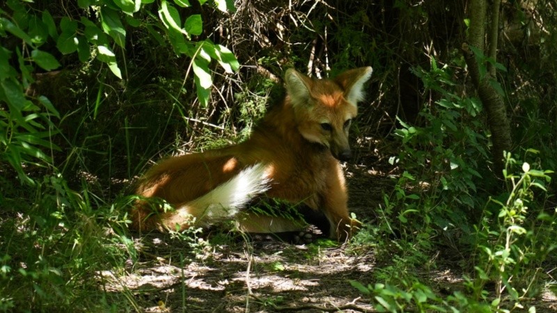 El mayor cánido de Sudamérica es fascinante por su fisonomía y también por su andar enigmático.