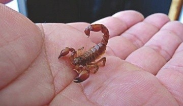 Este hecho se produjo el martes al mediodía y se espera el parte de salud de la pequeña Roma.