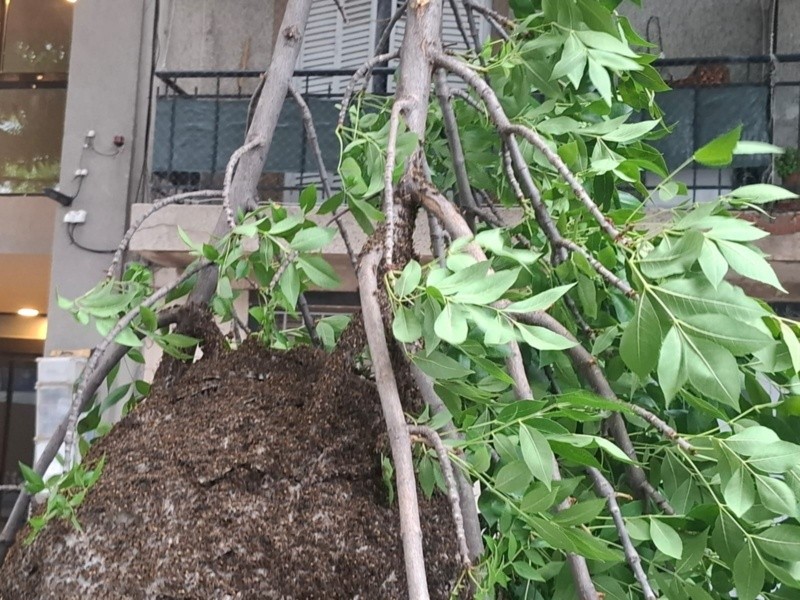 &nbsp;Impresionante panal de avispas en el macrocentro de la ciudad.