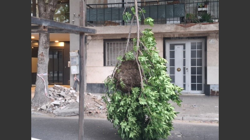 Impresionante panal de avispas.