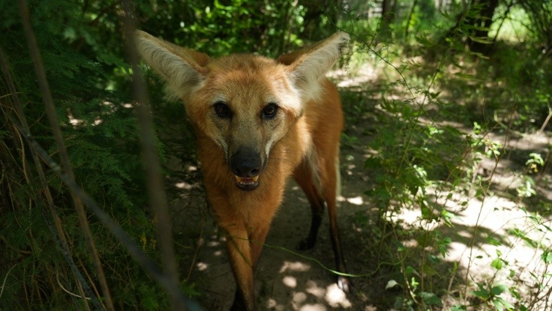 El aguará mueve las patas delanteras y traseras de un lado al mismo tiempo y luego del otro, como un camello.