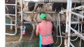 La lechería santafesina atraviesa un momento de crecimiento sostenido.