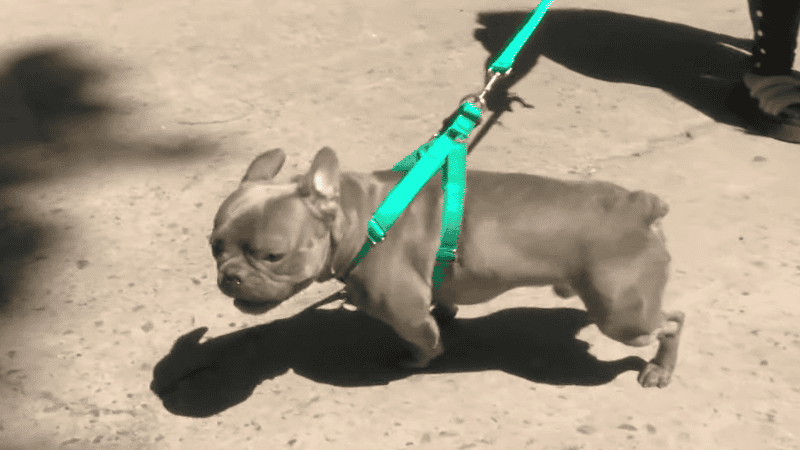 Bingo ya se encuentra junto a su familia.