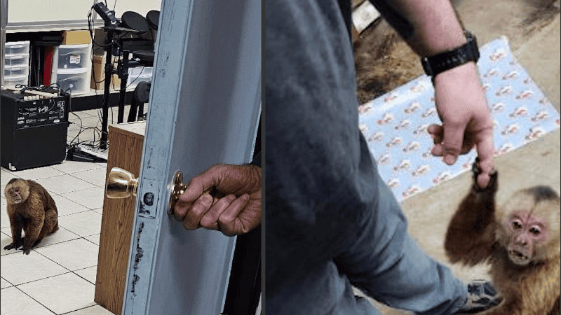 La policía está investigando el robo del mono, que se cree es un mono de ocho años llamado Chester.