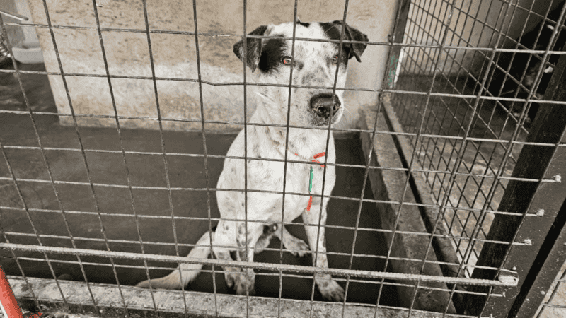 En 2025 se rescataron 175 perros, gatos y otras especies como aves, patos, cerdos, caballos o cabritos y animales silvestres.