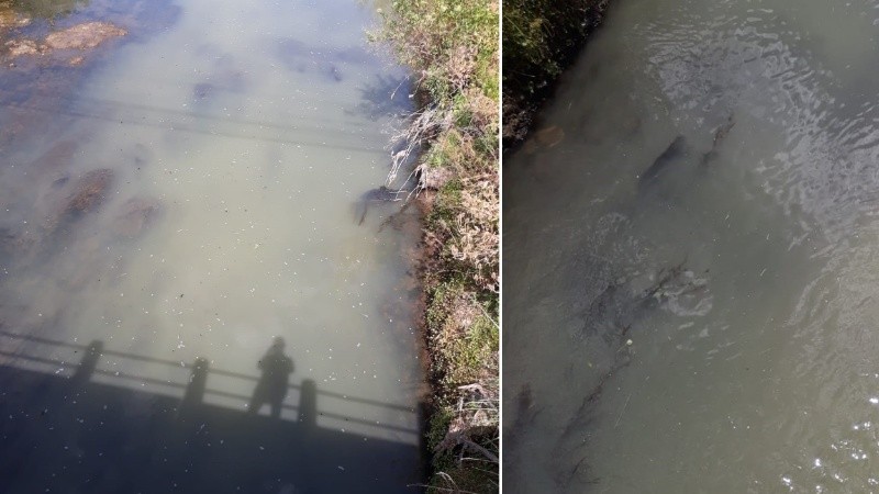 Fotos tomadas por vecinos este miércoles en Álvarez Condarco y el arroyo, en la zona de Fisherton.