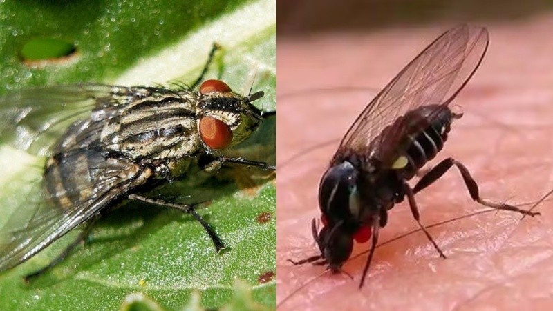 Del lado izquierdo un tábano, del lado derecho un barigui.&nbsp;