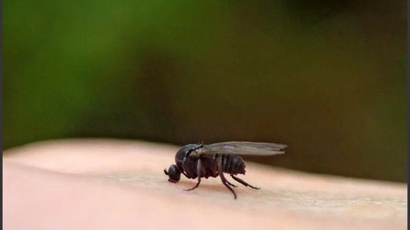 Las altas temperaturas suelen atraer la presencia de insectos.