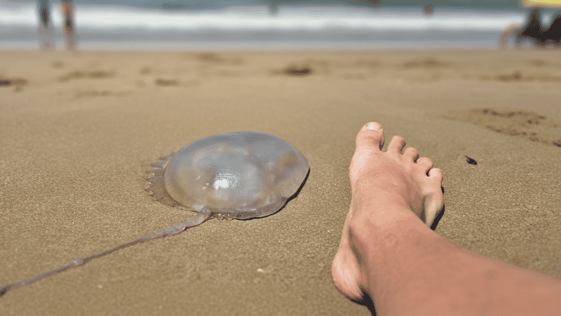 En la costa argentina se reportan miles de casos cada temporada.