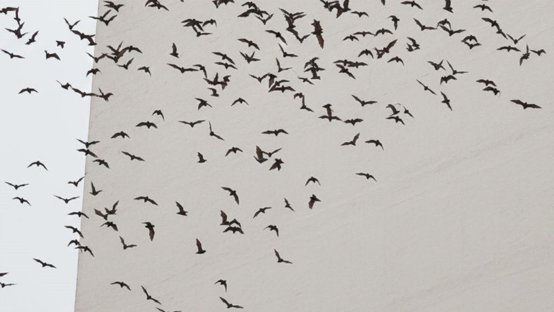 Cientos de ejemplares coparon la cuadra de Alvear casi Mendoza.