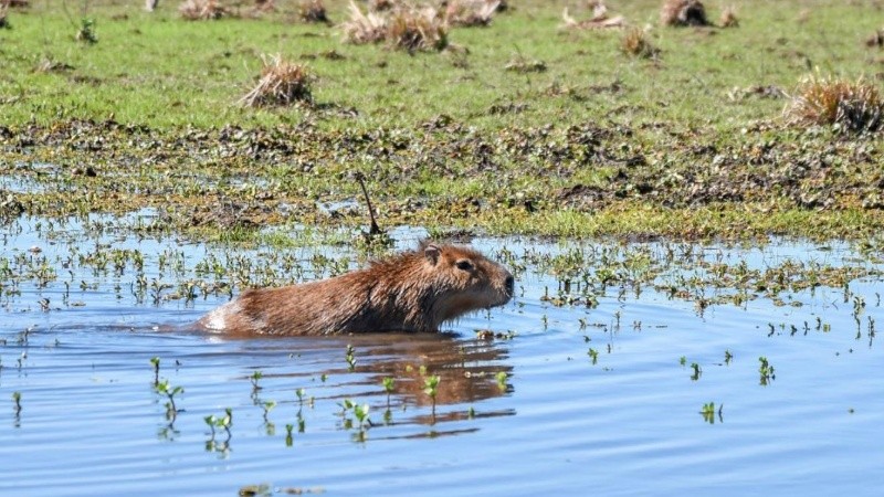 El Centro de Rescate, Investigación e Interpretación de Fauna (Criif) La Esmeralda es el lugar al que llegan muchos de los animales rescatados para su recuperación.