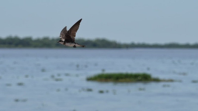 La altura del río en el puerto de Rosario es de 2,85 metros este lunes 12 de enero.