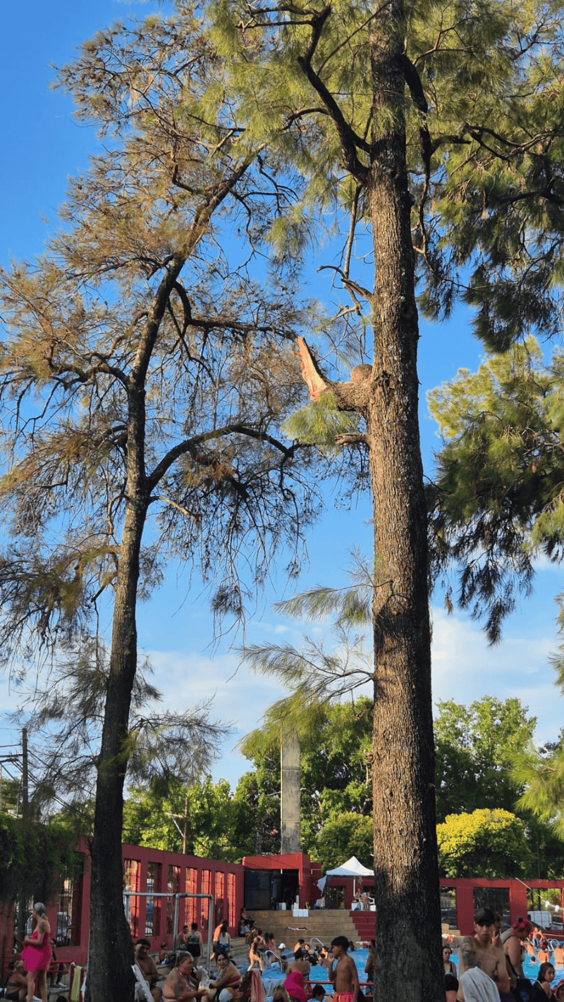 &nbsp;La rama cayó desde varios metros de altura (Rosario3).