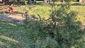 La rama que cayó desde unos cuatro metros de altura.