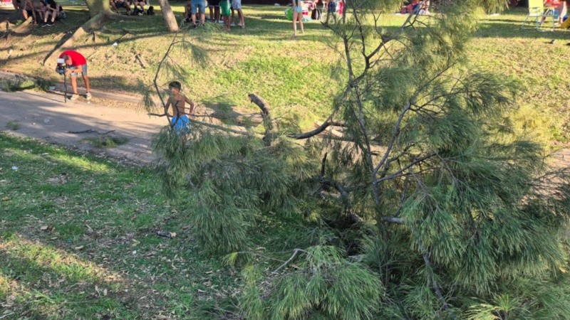 La rama que cayó desde unos cuatro metros de altura.