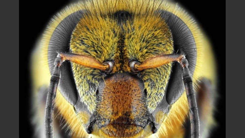 La idea de que las matemáticas son un lenguaje universal no es nueva.