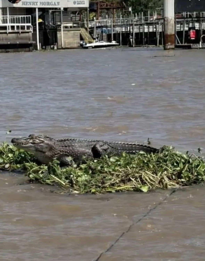 Un camalote transporte un yacaré por el río (El Tres).&nbsp;