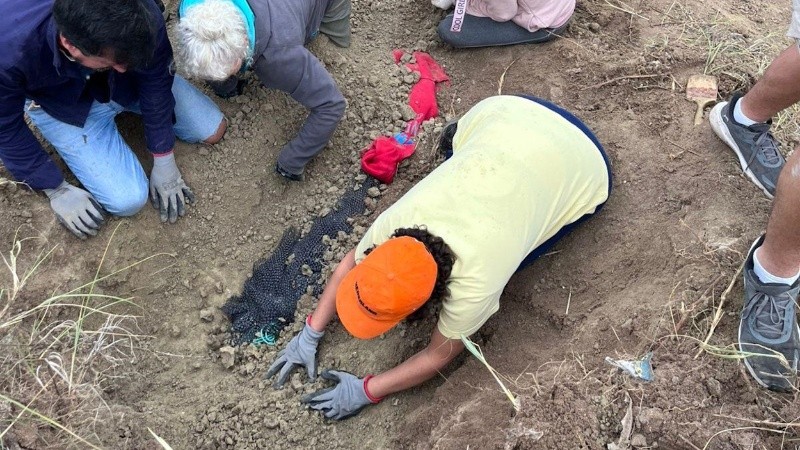 &nbsp;La excavación fue llevada adelante por el equipo técnico del Museo Punta Hermengo, con la colaboración de  voluntarios y profesionales de otras instituciones científicas de la zona. 