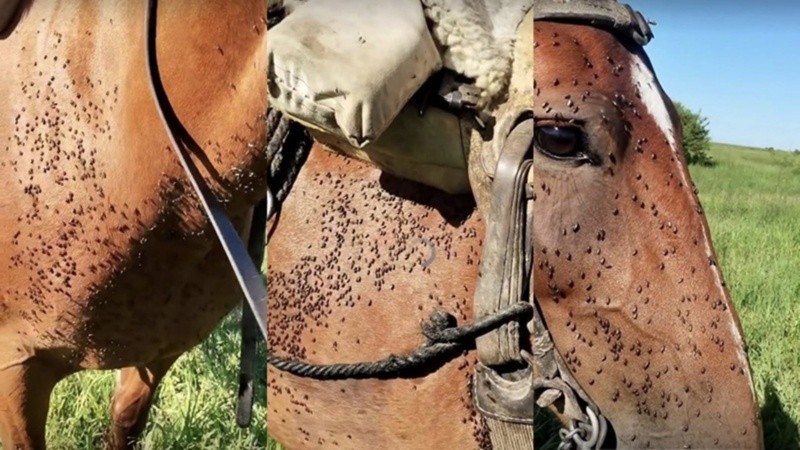 Invasión extraordinaria de mosquitos en localidad santafesina.