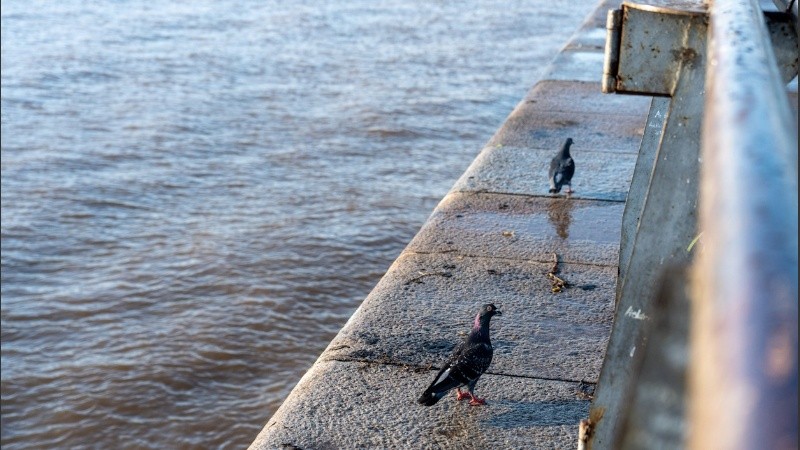 Las palomas buscan los restos del sol (Foto archivo Rosario3).