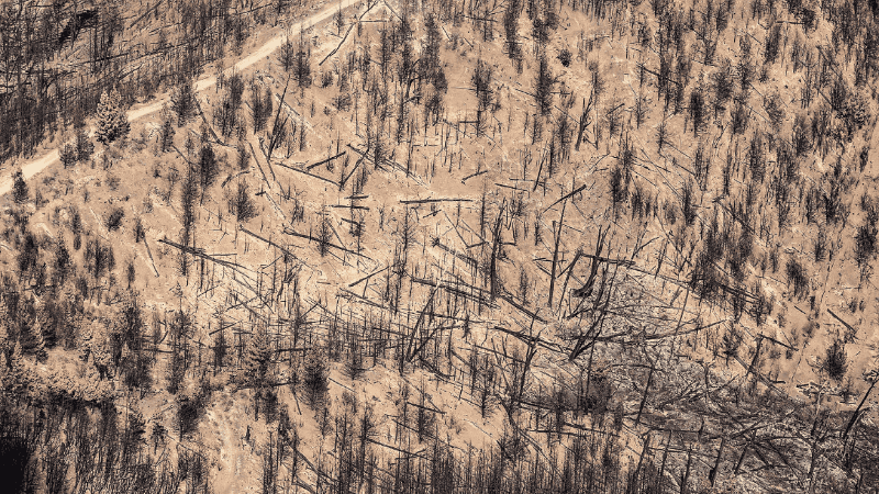 Incendios Pto. Patriada Chubut